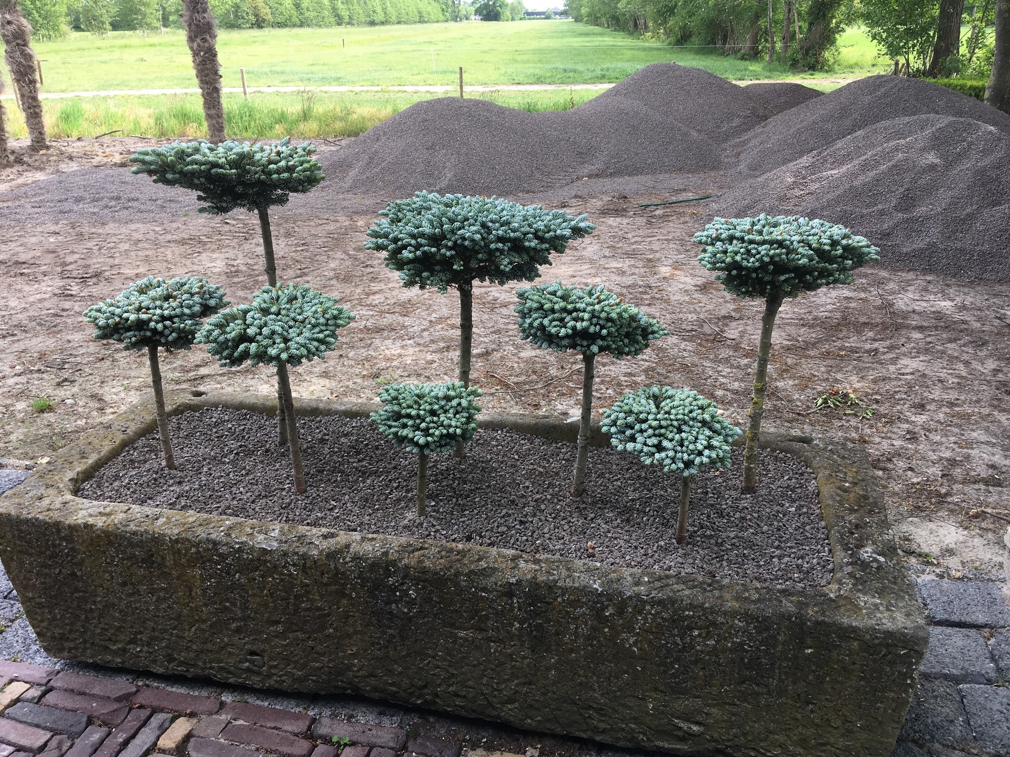 Abies koreana ‘Kohouts Icebreaker’ - Herman Geers