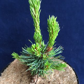 Pinus aristata 'Silver Boy'