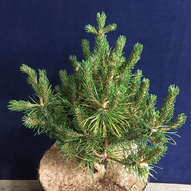 Pinus banksiana 'West Hawk Lake'