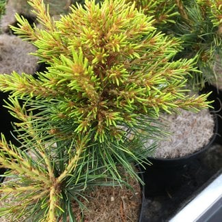 Pinus parviflora 'Middeltip'