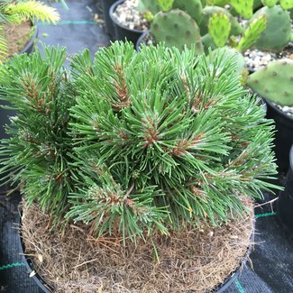 Pinus mugo 'Mops Kohouts WB'
