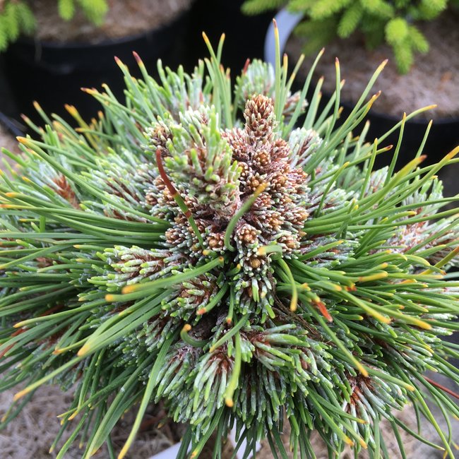 Pinus mugo 'Zwergkugel'