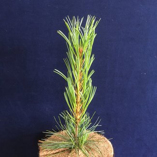 Pinus koraiensis 'Shlie Kan'