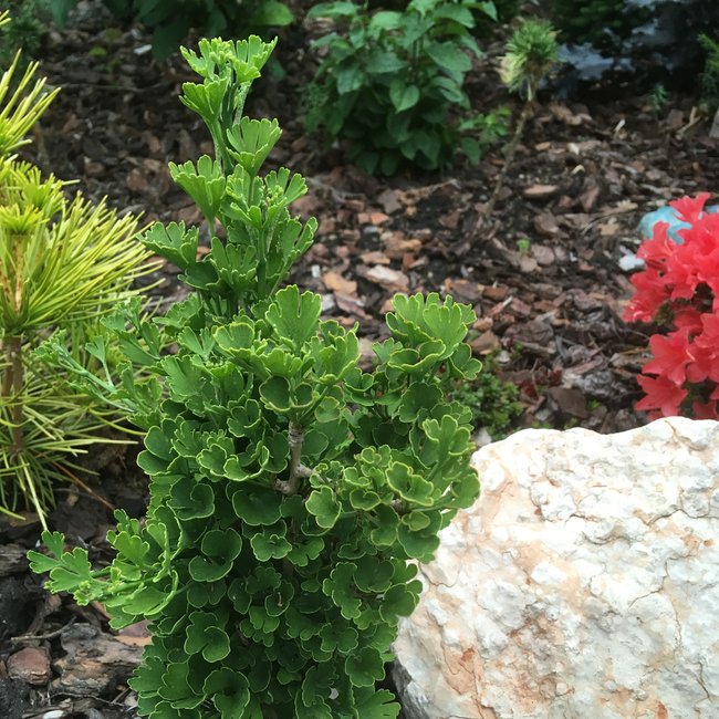 Ginkgo biloba 'Little Joe'