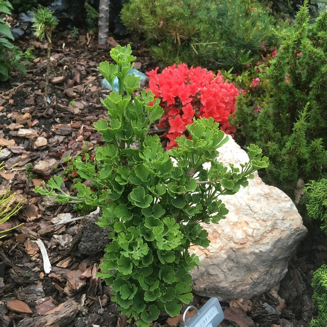 Ginkgo biloba 'Little Joe'