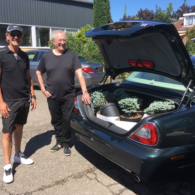 Abies koreana 'Kohouts Icebreaker'