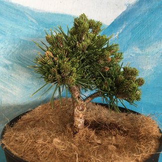 Pinus mugo 'Uschi