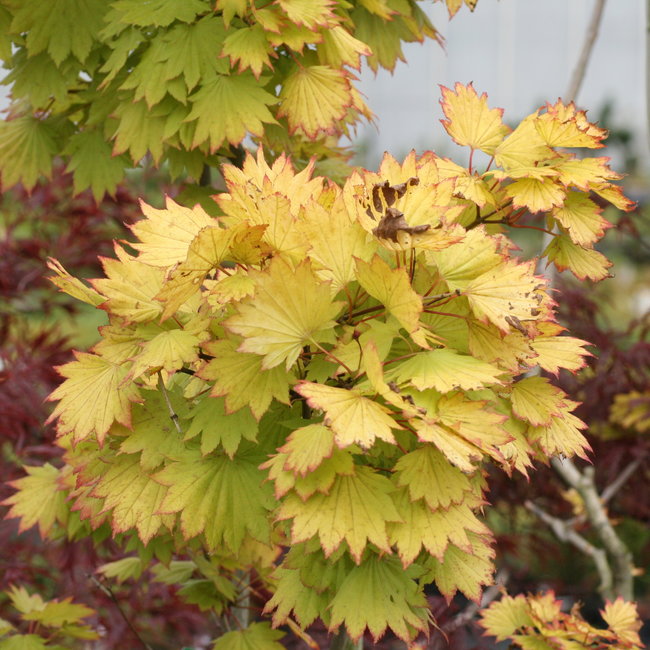 Acer shirasawanum 'Aureum'