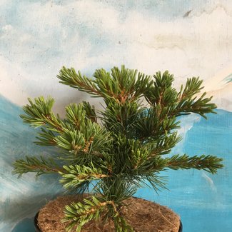 Pinus parviflora 'Floppy Joe'