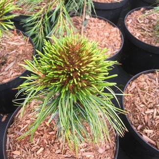 Pinus koraiensis 'Oculus Draconis W.B.'