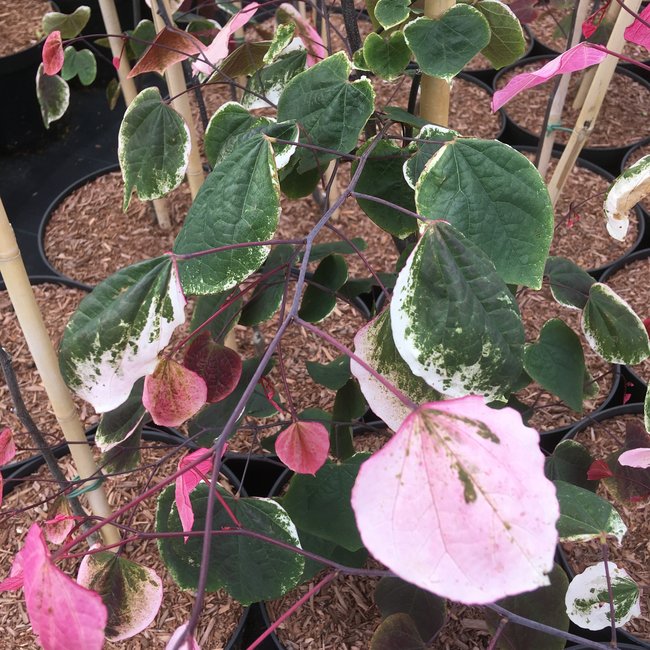 Cercis canadensis 'Carolina Sweetheart'