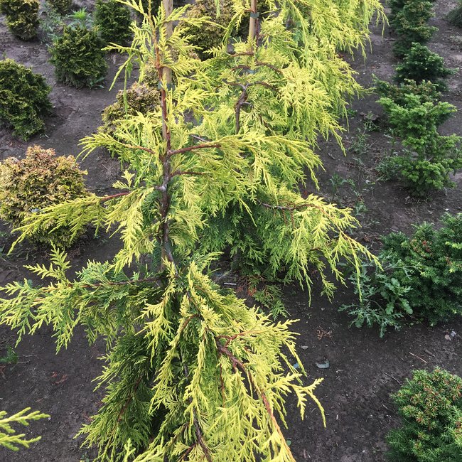 Xanthocyparis nootkatensis 'Golden Waterfall'
