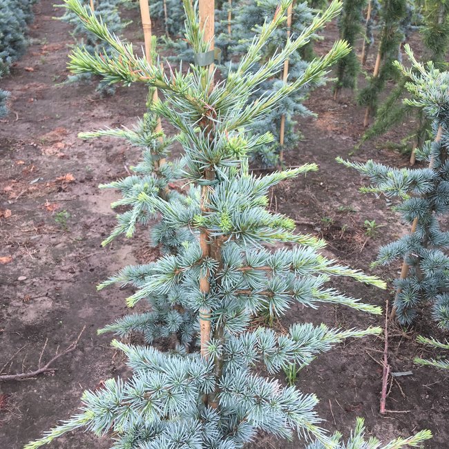 Cedrus atlantica 'Horstmann'