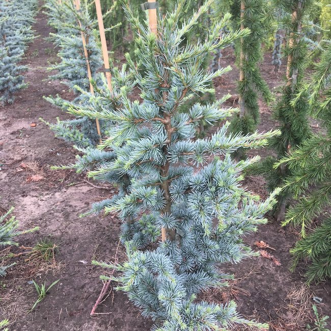 Cedrus atlantica 'Horstmann'