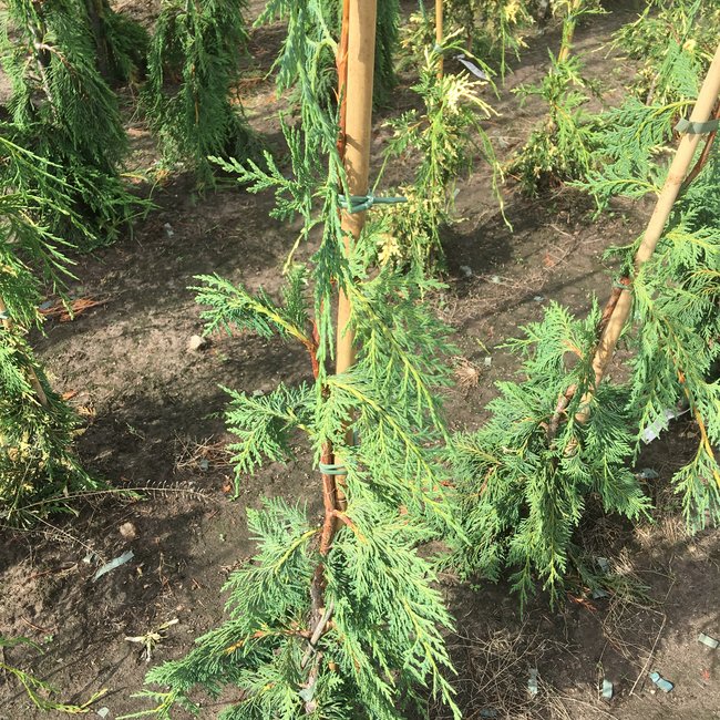 Xanthocyparis nootkatensis 'Strict Weeper'