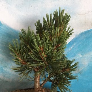 Pinus flexiis 'Cow Creek'