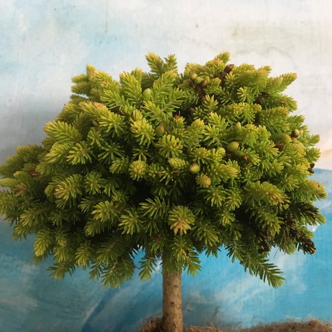 Picea orientalis 'Peve Tiny Gold'