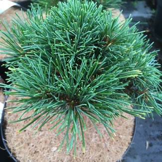 Pinus peuce 'Daniël'