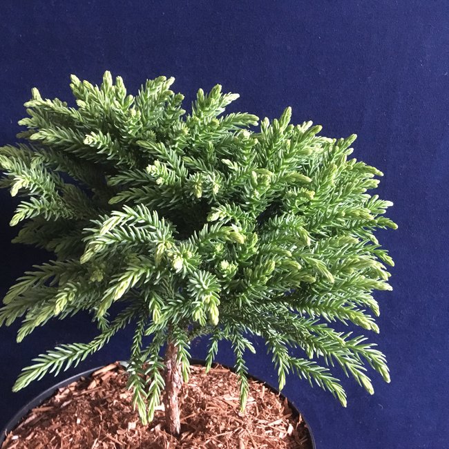 Cryptomeria japonica 'Hide'