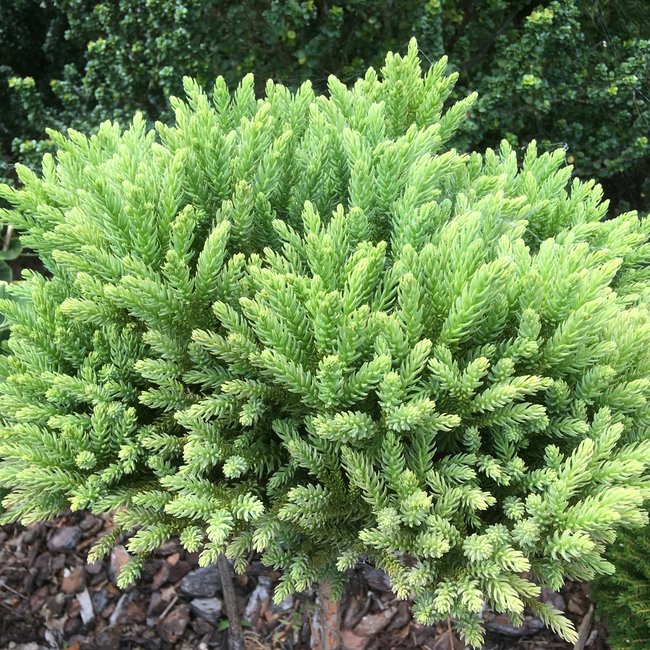 Cryptomeria japonica 'Hide'