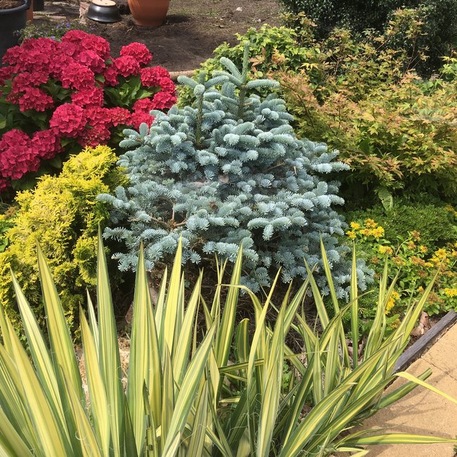 Abies procera 'Procumbens'