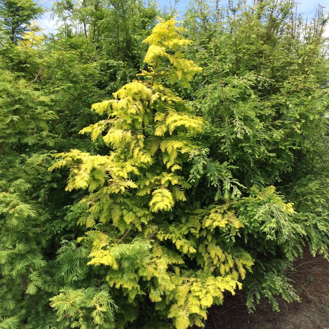 Metasequoia glyptostroboides 'Goldrush' ('Ogon')