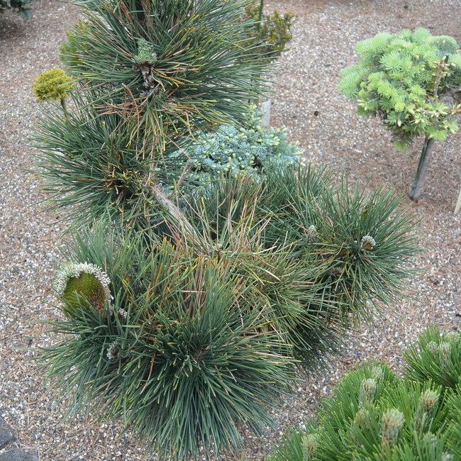 Pinus thunbergii 'Ogi'