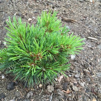 Pinus strobus 'Beal's Starry Night'