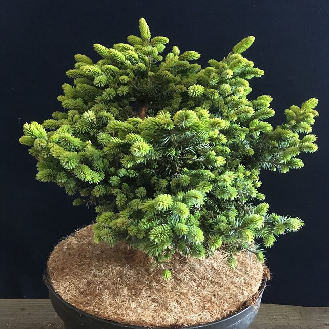 Picea omorika 'Pimoko'