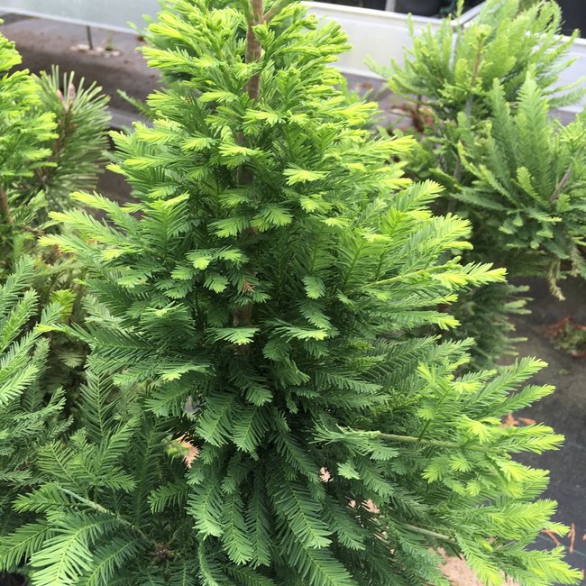 Taxodium distichum 'Pevé Minaret'