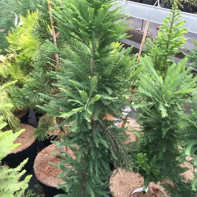 Taxodium distichum 'Pevé Minaret'