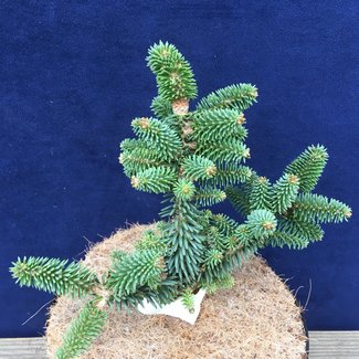 Abies pinsapo 'San Roque'