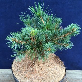 Pinus parviflora 'Kokuho'