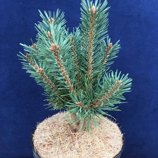 Pinus sylvestris 'Vinney Ridge WB'