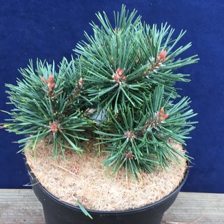 Pinus sylvestris 'Stale Sørensen HB'