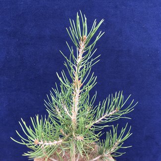 Pinus cembroides 'Juno'