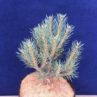 Pinus monophylla 'Idefix'