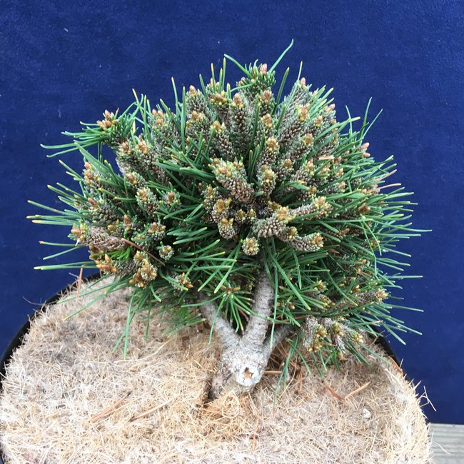 Pinus mugo 'Bozi Dar'