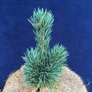 Pinus parviflora 'Tokyo Dwarf'