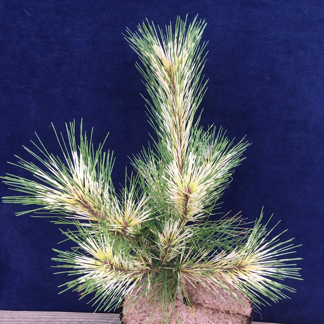 Pinus densiflora 'Oculus Draconis'