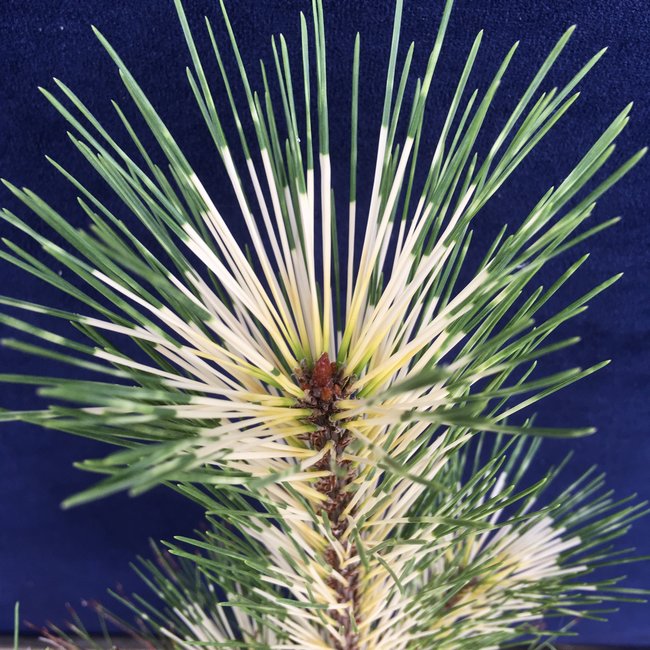 Pinus densiflora 'Oculus Draconis'