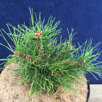 Pinus nigra 'Uelze W.B.'