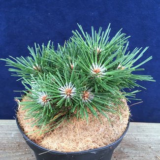 Pinus nigra 'Birte'