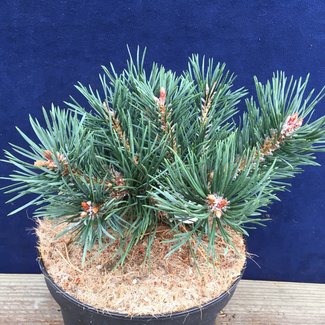 Pinus sylvestris 'Albyns'