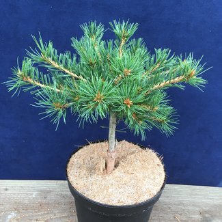 Pinus parviflora 'Kiomatsu'