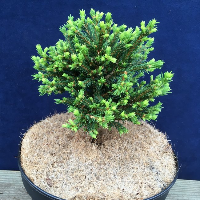 Picea abies 'Häsin'