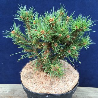 Pinus sylvestris 'Tanya'