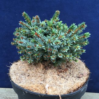 Picea omorika 'Hallonet'