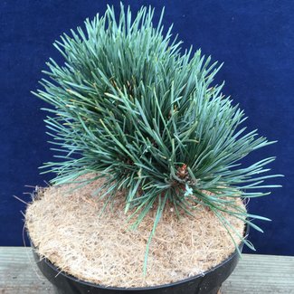 Pinus sylvestris 'Bennett Compact'