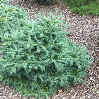 Larix kaempferi 'Blue Dwarf'